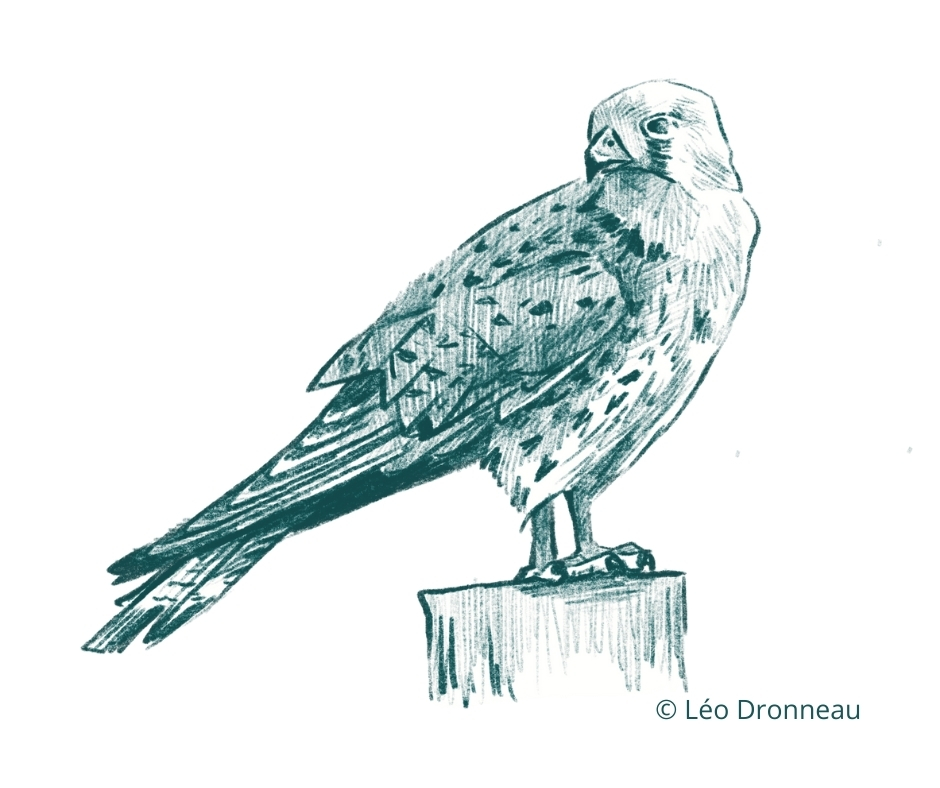 Rapaces diurnes nicheurs